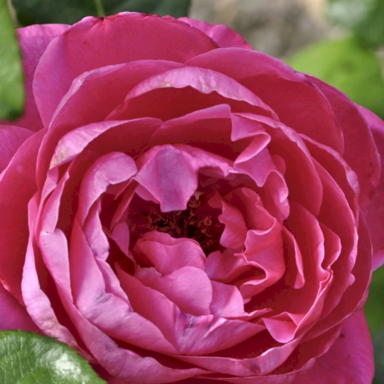 'Naomi™ Renaissance'® Rosa X 'Naomi™ Renaissance'® (Renaissancerose) A-Kvalitet,- barrods roser min. 3 grene 'Naomi™ Renaissance'® Rosa X 'Naomi™ Renaissance'® (Renaissancerose) A-Kvalitet,- Barrods Roser Min. 3 Grene -Plantetorvet p23967 52178 rosa x naomi renaissance renaissancerose 3587