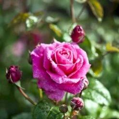 'Naomi™ Renaissance'® Rosa X 'Naomi™ Renaissance'® (Renaissancerose) A-Kvalitet,- Barrods Roser Min. 3 Grene 6 'Naomi™ Renaissance'® Rosa X 'Naomi™ Renaissance'® (Renaissancerose) A-Kvalitet,- Barrods Roser Min. 3 Grene -Plantetorvet p23967 52179 rosa x naomi renaissance renaissancerose 0148