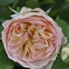 'Pastella'® Rosa X 'Pastella'® (Buketrose) A-Kvalitet,- Barrods Roser Min. 3 Grene -Plantetorvet p24016 51647 rosa x pastella buketrose dd4d