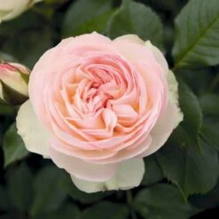 'Pastella'® Rosa X 'Pastella'® (Buketrose) A-Kvalitet,- Barrods Roser Min. 3 Grene 4 'Pastella'® Rosa X 'Pastella'® (Buketrose) A-Kvalitet,- Barrods Roser Min. 3 Grene -Plantetorvet p24016 54029 rosa x pastella buketrose a530