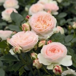 'Pastella'® Rosa X 'Pastella'® (Buketrose) A-Kvalitet,- Barrods Roser Min. 3 Grene 5 'Pastella'® Rosa X 'Pastella'® (Buketrose) A-Kvalitet,- Barrods Roser Min. 3 Grene -Plantetorvet p24016 54030 rosa x pastella buketrose 5495