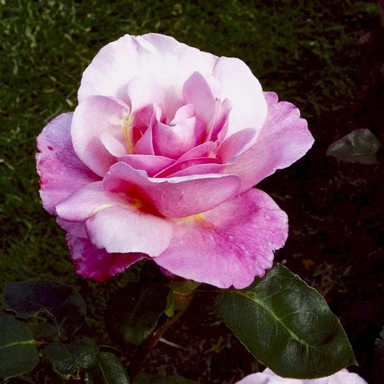 'Paul McCartney' Rosa X 'Paul McCartney' (Storblomstrende) A-Kvalitet,- barrods roser min. 3 grene 'Paul McCartney' Rosa X 'Paul McCartney' (Storblomstrende) A-Kvalitet,- Barrods Roser Min. 3 Grene -Plantetorvet p24023 53281 rosa x paul mccartney storblomstrende 6c80
