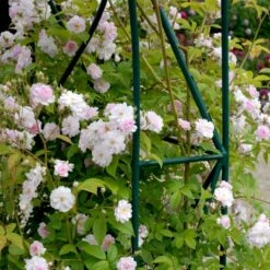 'Paul's Himalayan Musk' Rosa Moschata 'Paul's Himalayan Musk' (Moskusrose) A-Kvalitet,- Barrods Roser Min. 3 Grene