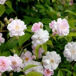 'Paul's Himalayan Musk' Rosa Moschata 'Paul's Himalayan Musk' (Moskusrose) A-Kvalitet,- Barrods Roser Min. 3 Grene 4 'Paul's Himalayan Musk' Rosa Moschata 'Paul's Himalayan Musk' (Moskusrose) A-Kvalitet,- Barrods Roser Min. 3 Grene -Plantetorvet p24029 52494 rosa moschata paul s himalayan musk moschatarose c579