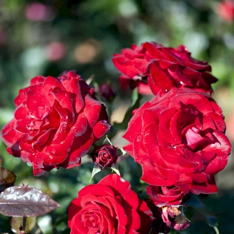 'Peter Wessel'® Rosa X 'Peter Wessel'® (Buketrose) A-Kvalitet,- barrods roser min. 3 grene 'Peter Wessel'® Rosa X 'Peter Wessel'® (Buketrose) A-Kvalitet,- Barrods Roser Min. 3 Grene -Plantetorvet p24039 51653 rosa x peter wessel buketrose 3163