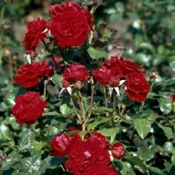 'Peter Wessel'® Rosa X 'Peter Wessel'® (Buketrose) A-Kvalitet,- Barrods Roser Min. 3 Grene 4 'Peter Wessel'® Rosa X 'Peter Wessel'® (Buketrose) A-Kvalitet,- Barrods Roser Min. 3 Grene -Plantetorvet p24039 51654 rosa x peter wessel buketrose f347