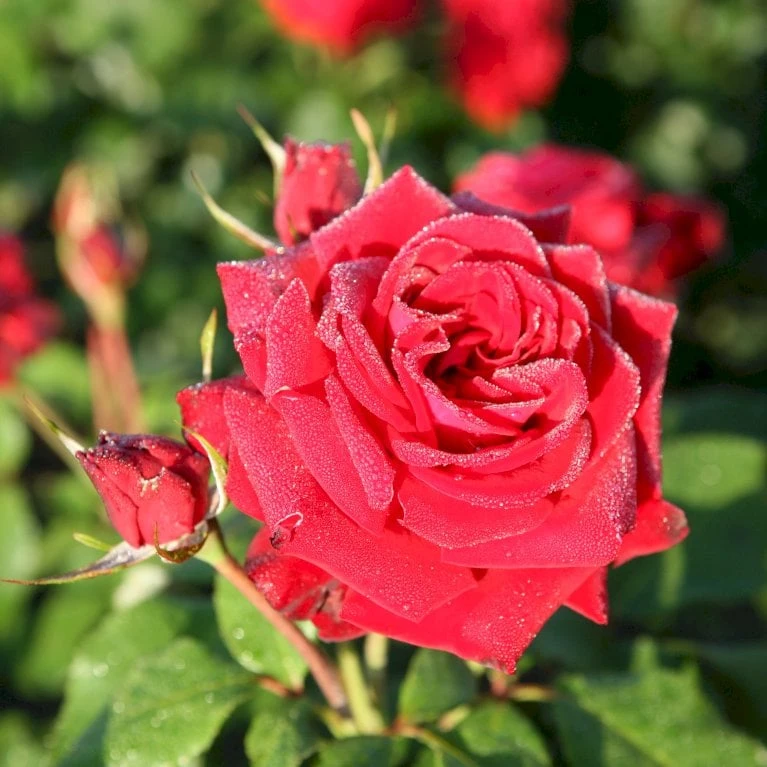 'Peter Wessel'® Rosa X 'Peter Wessel'® (Buketrose) A-Kvalitet,- barrods roser min. 3 grene 'Peter Wessel'® Rosa X 'Peter Wessel'® (Buketrose) A-Kvalitet,- Barrods Roser Min. 3 Grene -Plantetorvet p24039 54031 rosa x peter wessel buketrose 2da5