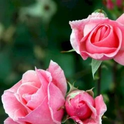 'Queen Elisabeth' Rosa X 'Queen Elisabeth' (Storblomstrende) A-Kvalitet,- Barrods Roser Min. 3 Grene -Plantetorvet p24086 51370 rosa x queen elisabeth 8534