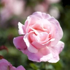 'Queen Elisabeth' Rosa X 'Queen Elisabeth' (Storblomstrende) A-Kvalitet,- Barrods Roser Min. 3 Grene -Plantetorvet p24086 51371 rosa x queen elisabeth 572a