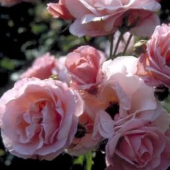 'Queen Elisabeth' Rosa X 'Queen Elisabeth' (Storblomstrende) A-Kvalitet,- Barrods Roser Min. 3 Grene -Plantetorvet p24086 51372 rosa x queen elisabeth 39bf