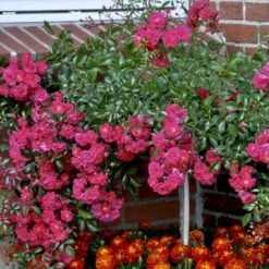 'Red Fairy' Rosa X 'Red Fairy' (Bunddækkerose) A-Kvalitet,- Barrods Roser Min. 3 Grene