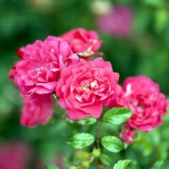 'Red Fairy' Rosa X 'Red Fairy' (Bunddækkerose) A-Kvalitet,- Barrods Roser Min. 3 Grene -Plantetorvet p24097 51668 rosa x red fairy bunddaekkerose 1f42