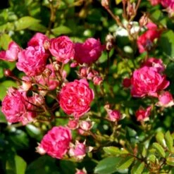 'Red Fairy' Rosa X 'Red Fairy' (Bunddækkerose) A-Kvalitet,- Barrods Roser Min. 3 Grene -Plantetorvet p24097 51669 rosa x red fairy bunddaekkerose 70b3