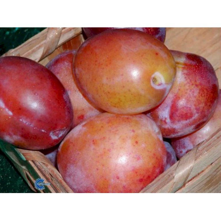 Blomme 'Victoria' Prunus Domestica 'Victoria' 4-8 grene, 130-170 cm. 10 liter potte. (S.J.A.) Blomme 'Victoria' Prunus Domestica 'Victoria' 4-8 Grene, 130-170 Cm. 10 Liter Potte. (S.J.A.) -Plantetorvet p240 209 prunus domestica victoria f921