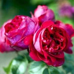 'Red Willestrup' Rosa X 'Red Willestrup' (Slyngrose) A-Kvalitet,- Barrods Roser Min. 3 Grene