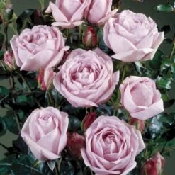 'Sandra™ Renaissance'® Rosa X 'Sandra™ Renaissance'® (Renaissancerose) A-Kvalitet,- Barrods Roser Min. 3 Grene -Plantetorvet p24160 52200 rosa x sandra renaissance renaissancerose 42d7