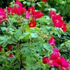 'Scharlachglut'® Rosa Gallica 'Scharlachglut'® (Gallicarose) A-Kvalitet,- Barrods Roser Min. 3 Grene