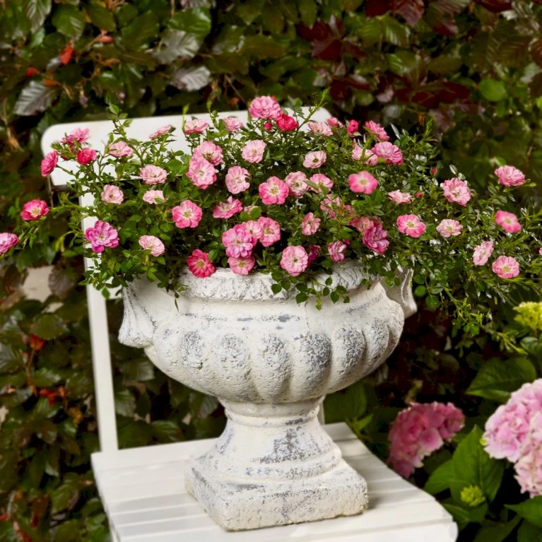 'Soft Cover'® Rosa X 'Soft Cover'® (Bunddækkerose) A-Kvalitet,- barrods roser min. 3 grene 'Soft Cover'® Rosa X 'Soft Cover'® (Bunddækkerose) A-Kvalitet,- Barrods Roser Min. 3 Grene -Plantetorvet p24206 51990 rosa x soft cover bunddaekkerose 1cad