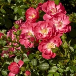 'Soft Cover'® Rosa X 'Soft Cover'® (Bunddækkerose) A-Kvalitet,- Barrods Roser Min. 3 Grene 4 'Soft Cover'® Rosa X 'Soft Cover'® (Bunddækkerose) A-Kvalitet,- Barrods Roser Min. 3 Grene -Plantetorvet p24206 51991 rosa x soft cover bunddaekkerose b702