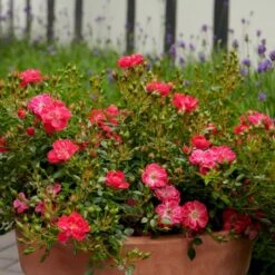 'Soft Cover'® Rosa X 'Soft Cover'® (Bunddækkerose) A-Kvalitet,- Barrods Roser Min. 3 Grene 5 'Soft Cover'® Rosa X 'Soft Cover'® (Bunddækkerose) A-Kvalitet,- Barrods Roser Min. 3 Grene -Plantetorvet p24206 51992 rosa x soft cover bunddaekkerose 4161