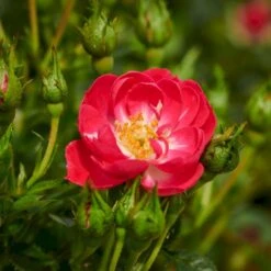 'Soft Cover'® Rosa X 'Soft Cover'® (Bunddækkerose) A-Kvalitet,- Barrods Roser Min. 3 Grene 6 'Soft Cover'® Rosa X 'Soft Cover'® (Bunddækkerose) A-Kvalitet,- Barrods Roser Min. 3 Grene -Plantetorvet p24206 51993 rosa x soft cover bunddaekkerose 00d1