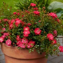 'Soft Cover'® Rosa X 'Soft Cover'® (Bunddækkerose) A-Kvalitet,- Barrods Roser Min. 3 Grene 7 'Soft Cover'® Rosa X 'Soft Cover'® (Bunddækkerose) A-Kvalitet,- Barrods Roser Min. 3 Grene -Plantetorvet p24206 51994 rosa x soft cover bunddaekkerose f395