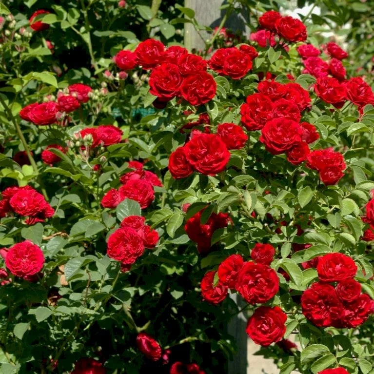 'Chevy Chase' Rosa Soyieana 'Chevy Chase' (Slyngrose) A-Kvalitet,- barrods roser min. 3 grene 'Chevy Chase' Rosa Soyieana 'Chevy Chase' (Slyngrose) A-Kvalitet,- Barrods Roser Min. 3 Grene -Plantetorvet p24220 52330 rosa soyieana chevy chase slyngrose 8d1d