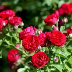 'Chevy Chase' Rosa Soyieana 'Chevy Chase' (Slyngrose) A-Kvalitet,- Barrods Roser Min. 3 Grene 4 'Chevy Chase' Rosa Soyieana 'Chevy Chase' (Slyngrose) A-Kvalitet,- Barrods Roser Min. 3 Grene -Plantetorvet p24220 52331 rosa soyieana chevy chase slyngrose f48b