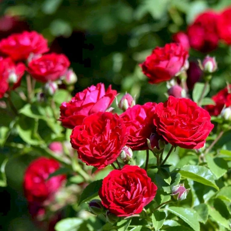 'Chevy Chase' Rosa Soyieana 'Chevy Chase' (Slyngrose) A-Kvalitet,- barrods roser min. 3 grene 'Chevy Chase' Rosa Soyieana 'Chevy Chase' (Slyngrose) A-Kvalitet,- Barrods Roser Min. 3 Grene -Plantetorvet p24220 52331 rosa soyieana chevy chase slyngrose f48b