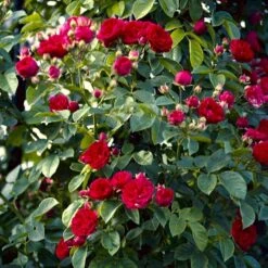 'Chevy Chase' Rosa Soyieana 'Chevy Chase' (Slyngrose) A-Kvalitet,- Barrods Roser Min. 3 Grene 5 'Chevy Chase' Rosa Soyieana 'Chevy Chase' (Slyngrose) A-Kvalitet,- Barrods Roser Min. 3 Grene -Plantetorvet p24220 52332 rosa soyieana chevy chase slyngrose 5950