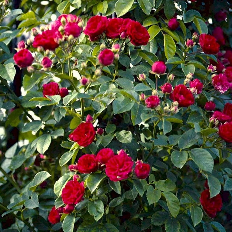 'Chevy Chase' Rosa Soyieana 'Chevy Chase' (Slyngrose) A-Kvalitet,- barrods roser min. 3 grene 'Chevy Chase' Rosa Soyieana 'Chevy Chase' (Slyngrose) A-Kvalitet,- Barrods Roser Min. 3 Grene -Plantetorvet p24220 52332 rosa soyieana chevy chase slyngrose 5950