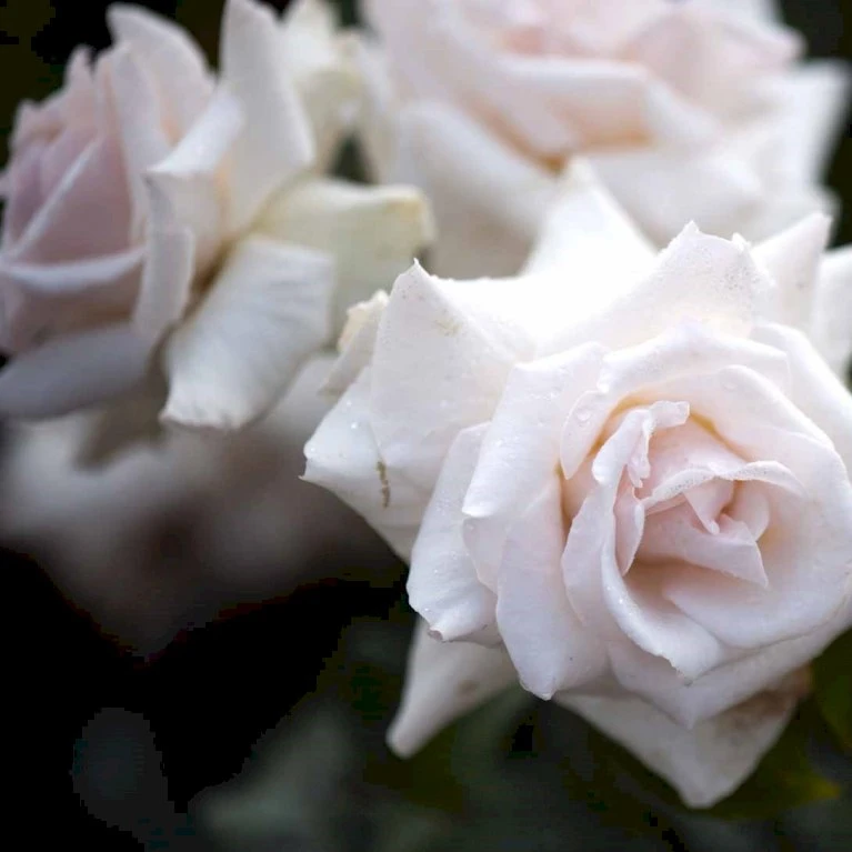 'Swan Lake' Rosa X 'Swan Lake' (Slyngrose) A-Kvalitet,- barrods roser min. 3 grene 'Swan Lake' Rosa X 'Swan Lake' (Slyngrose) A-Kvalitet,- Barrods Roser Min. 3 Grene -Plantetorvet p24243 52910 rosa x swan lake slyngrose 6431