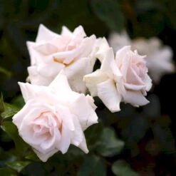 'Swan Lake' Rosa X 'Swan Lake' (Slyngrose) A-Kvalitet,- Barrods Roser Min. 3 Grene 4 'Swan Lake' Rosa X 'Swan Lake' (Slyngrose) A-Kvalitet,- Barrods Roser Min. 3 Grene -Plantetorvet p24243 52911 rosa x swan lake slyngrose 3040