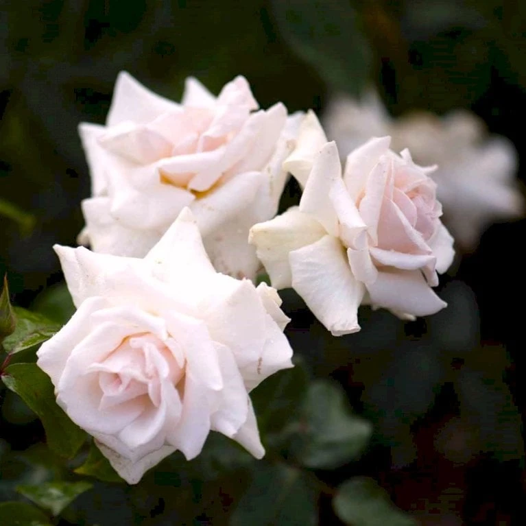 'Swan Lake' Rosa X 'Swan Lake' (Slyngrose) A-Kvalitet,- barrods roser min. 3 grene 'Swan Lake' Rosa X 'Swan Lake' (Slyngrose) A-Kvalitet,- Barrods Roser Min. 3 Grene -Plantetorvet p24243 52911 rosa x swan lake slyngrose 3040