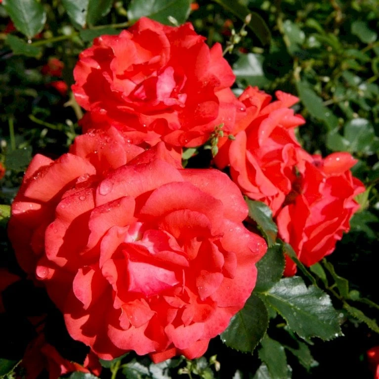 'Søren Kanne'™ Rosa X 'Søren Kanne'™ (Buketrose) A-Kvalitet,- barrods roser min. 3 grene 'Søren Kanne'™ Rosa X 'Søren Kanne'™ (Buketrose) A-Kvalitet,- Barrods Roser Min. 3 Grene -Plantetorvet p24251 51724 rosa x soeren kanne buketrose 0478