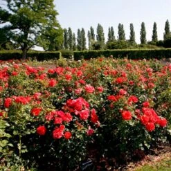 'Søren Kanne'™ Rosa X 'Søren Kanne'™ (Buketrose) A-Kvalitet,- Barrods Roser Min. 3 Grene 4 'Søren Kanne'™ Rosa X 'Søren Kanne'™ (Buketrose) A-Kvalitet,- Barrods Roser Min. 3 Grene -Plantetorvet p24251 51725 rosa x soeren kanne buketrose eb73