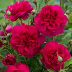 'Thomas á Becket' Rosa X 'Thomas á Becket' (Engelsk Rose) A-Kvalitet,- Barrods Roser Min. 3 Grene