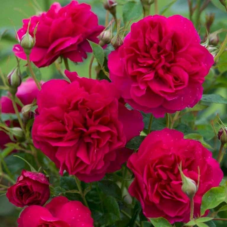 'Thomas á Becket' Rosa X 'Thomas á Becket' (Engelsk Rose) A-Kvalitet,- barrods roser min. 3 grene 'Thomas á Becket' Rosa X 'Thomas á Becket' (Engelsk Rose) A-Kvalitet,- Barrods Roser Min. 3 Grene -Plantetorvet p24272 53215 rosa x thomas a becket engelsk rose 11f2