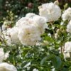 'Tranquillity' Rosa X 'Tranquillity' (Engelsk Rose) A-Kvalitet,- Barrods Roser Min. 3 Grene -Plantetorvet p24285 53226 rosa x tranquillity engelsk rose 6bf5