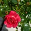 'Twist'™ Rosa X 'Twist'™ (Slyngroser) A-Kvalitet,- Barrods Roser Min. 3 Grene 1 'Twist'™ Rosa X 'Twist'™ (Slyngroser) A-Kvalitet,- Barrods Roser Min. 3 Grene -Plantetorvet p24293 52260 rosa x twist slyngroser 7d03