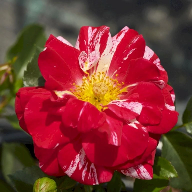 'Twist'™ Rosa X 'Twist'™ (Slyngroser) A-Kvalitet,- barrods roser min. 3 grene 'Twist'™ Rosa X 'Twist'™ (Slyngroser) A-Kvalitet,- Barrods Roser Min. 3 Grene -Plantetorvet p24293 52261 rosa x twist slyngroser 6b38