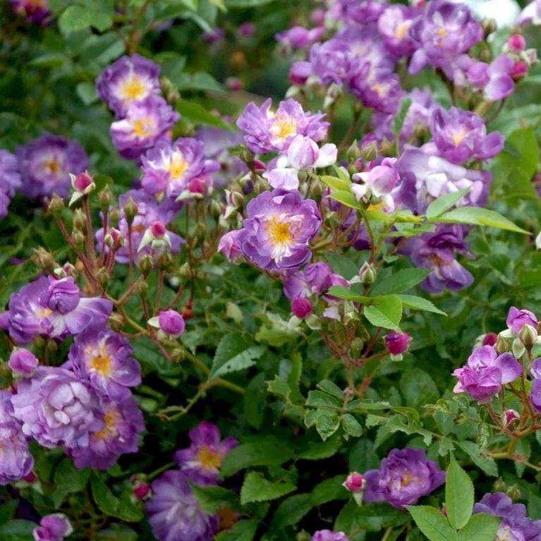'Veilchenblau' Rosa Multiflora 'Veilchenblau' (Slyngrose) A-Kvalitet,- barrods roser min. 3 grene 'Veilchenblau' Rosa Multiflora 'Veilchenblau' (Slyngrose) A-Kvalitet,- Barrods Roser Min. 3 Grene -Plantetorvet p24297 52921 rosa multiflora veilchenblau slyngrose 9fd0