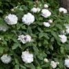 'White Jacques Cartier' Rosa Portlandica 'White Jacques Cartier' (Portlandrose) A-Kvalitet,- Barrods Roser Min. 3 Grene -Plantetorvet p24324 52929 rosa portlandica white jacques cartier portlandrose f189