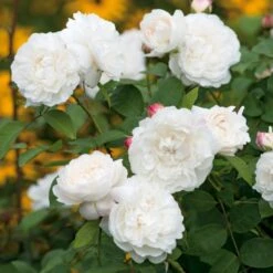 'William And Cathrine'™ Rosa X 'William And Cathrine'™ (Engelsk Rose) A-Kvalitet,- Barrods Roser Min. 3 Grene 4 'William And Cathrine'™ Rosa X 'William And Cathrine'™ (Engelsk Rose) A-Kvalitet,- Barrods Roser Min. 3 Grene -Plantetorvet p24337 53243 rosa x william and cathrine engelsk rose eb29