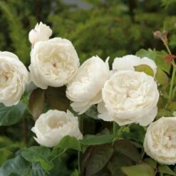 'William And Cathrine'™ Rosa X 'William And Cathrine'™ (Engelsk Rose) A-Kvalitet,- Barrods Roser Min. 3 Grene 7 'William And Cathrine'™ Rosa X 'William And Cathrine'™ (Engelsk Rose) A-Kvalitet,- Barrods Roser Min. 3 Grene -Plantetorvet p24337 53246 rosa x william and cathrine engelsk rose c3b3