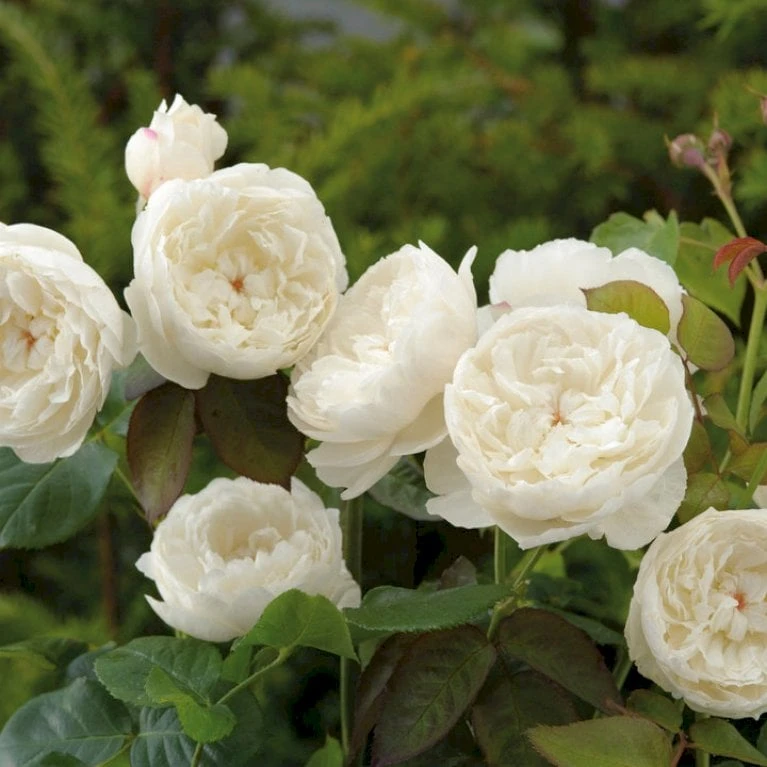 'William And Cathrine'™ Rosa X 'William And Cathrine'™ (Engelsk Rose) A-Kvalitet,- barrods roser min. 3 grene 'William And Cathrine'™ Rosa X 'William And Cathrine'™ (Engelsk Rose) A-Kvalitet,- Barrods Roser Min. 3 Grene -Plantetorvet p24337 53246 rosa x william and cathrine engelsk rose c3b3