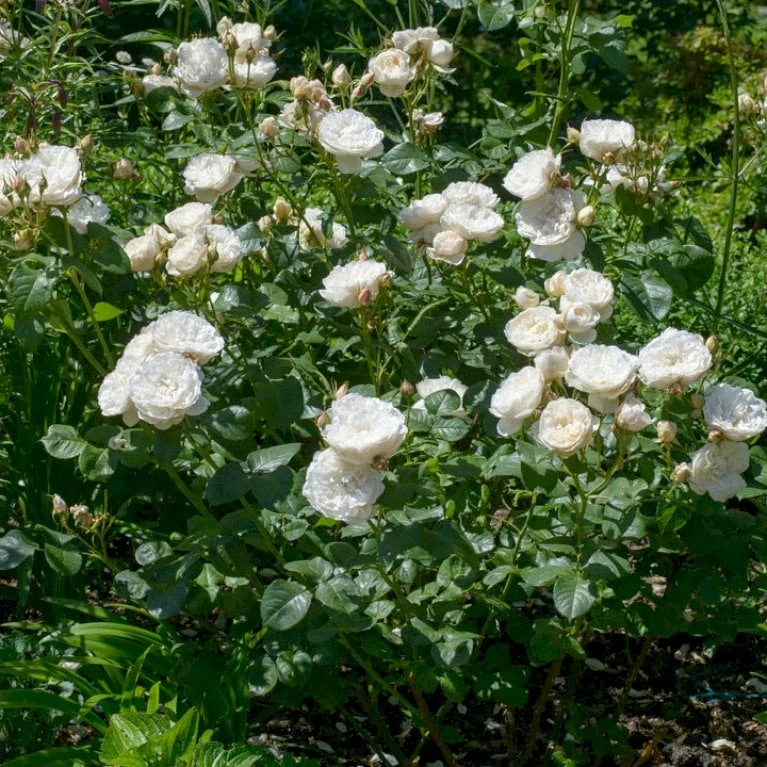 'William And Cathrine'™ Rosa X 'William And Cathrine'™ (Engelsk Rose) A-Kvalitet,- barrods roser min. 3 grene 'William And Cathrine'™ Rosa X 'William And Cathrine'™ (Engelsk Rose) A-Kvalitet,- Barrods Roser Min. 3 Grene -Plantetorvet p24337 53247 rosa x william and cathrine engelsk rose a6c3