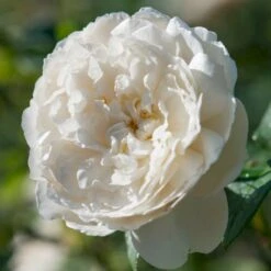 'William And Cathrine'™ Rosa X 'William And Cathrine'™ (Engelsk Rose) A-Kvalitet,- Barrods Roser Min. 3 Grene 9 'William And Cathrine'™ Rosa X 'William And Cathrine'™ (Engelsk Rose) A-Kvalitet,- Barrods Roser Min. 3 Grene -Plantetorvet p24337 53248 rosa x william and cathrine engelsk rose ff45