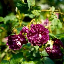 'William Lobb' Rosa Centifolia Muscosa 'William Lobb' (Mosrose) A-Kvalitet,- Barrods Roser Min. 3 Grene