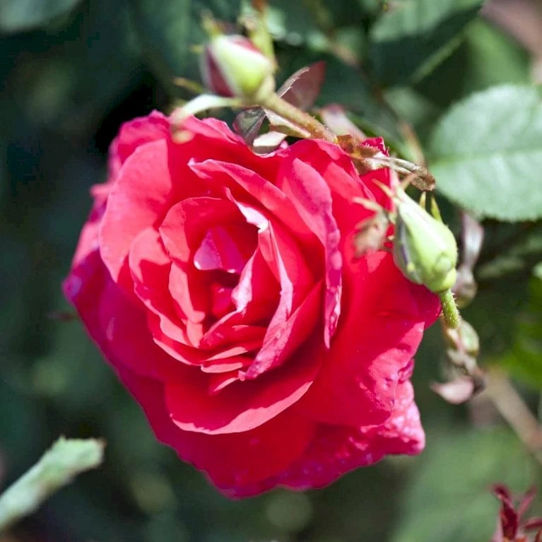 'Winnipeg Parks' Rosa X 'Winnipeg Parks' (Buskrose) A-Kvalitet,- barrods roser min. 3 grene 'Winnipeg Parks' Rosa X 'Winnipeg Parks' (Buskrose) A-Kvalitet,- Barrods Roser Min. 3 Grene -Plantetorvet p24341 52284 rosa x winnipeg parks buskrose a648